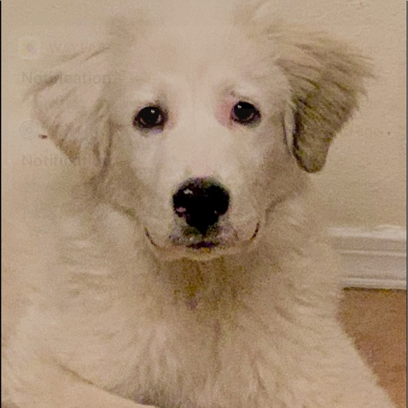 Meet your Posher, Quil - Picture 1 of 1